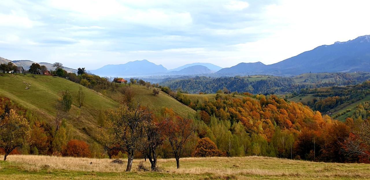 La Odai Бран Екстериор снимка